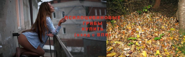 прущие грибы Балабаново